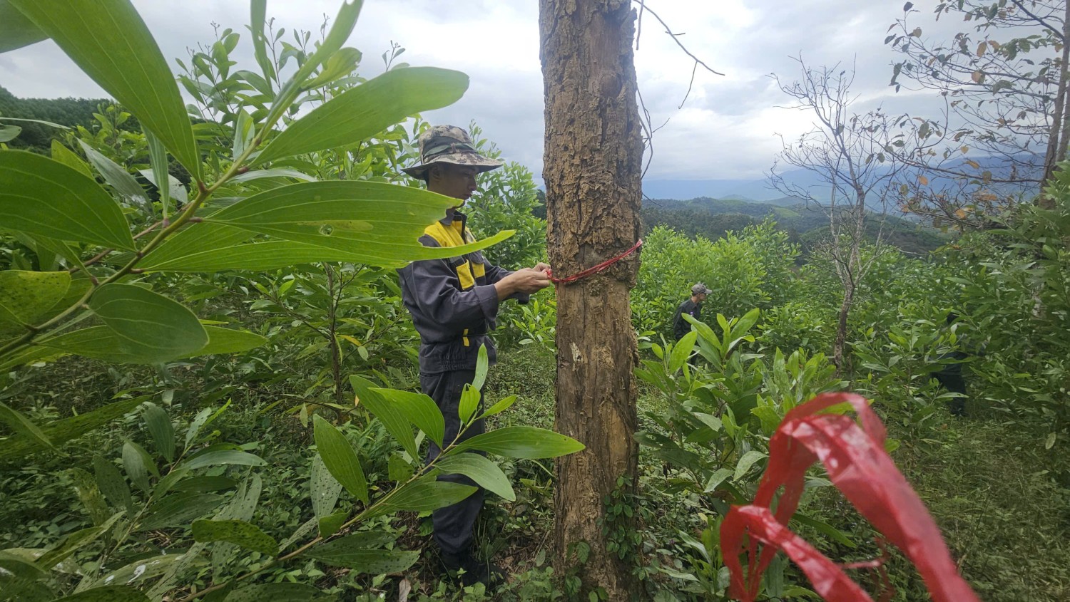 Hoạt động điều tra hiện trạng rừng, trữ lượng các bon rừng