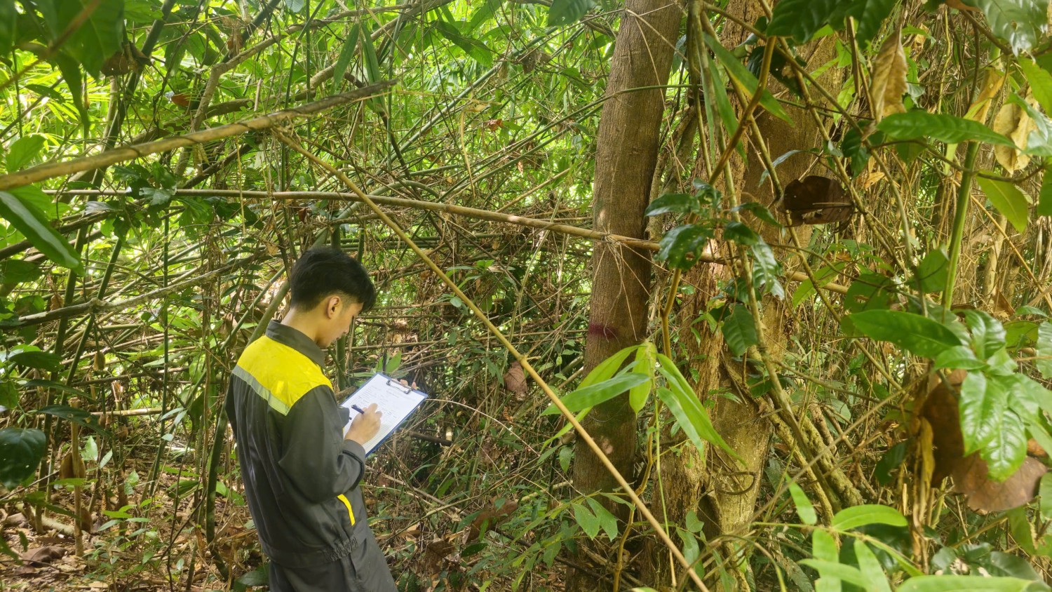 TRIỂN KHAI ĐIỀU TRA HIỆN TRẠNG TÀI NGUYÊN RỪNG VÀ TRỮ LƯỢNG CÁC-BON TRÊN ĐỊA BÀN THÀNH PHỐ HUẾ