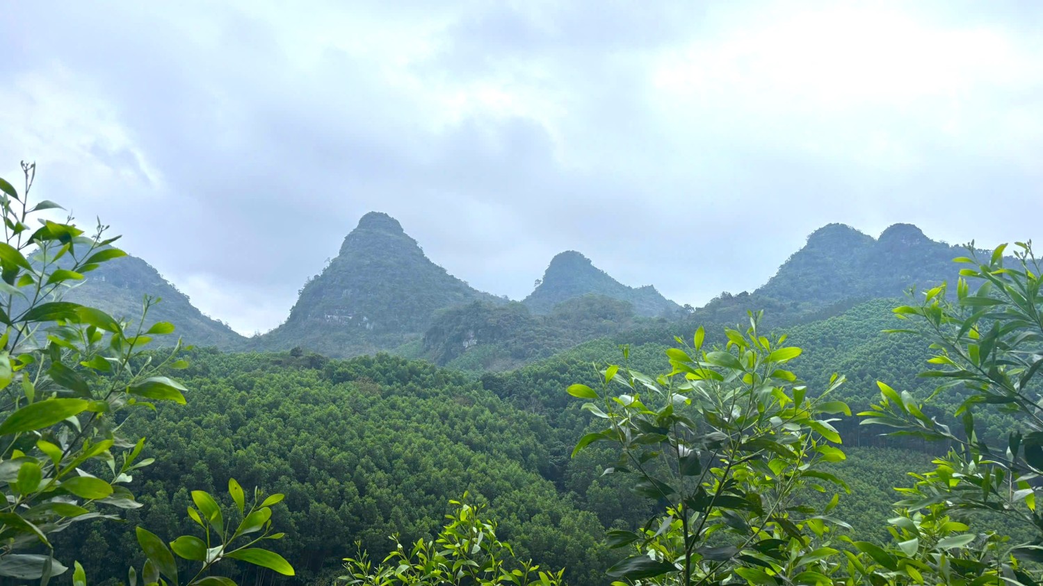 PHỐI HỢP KHẢO SÁT HIỆN TRƯỜNG VÀ THU THẬP MẪU VẬT TẠI TỈNH THÁI NGUYÊN